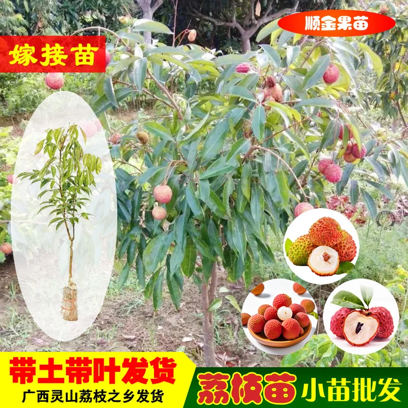 批发小树果苗 冰荔/桂味/无核/妃子笑/仙进奉 荔枝嫁接苗带土带叶