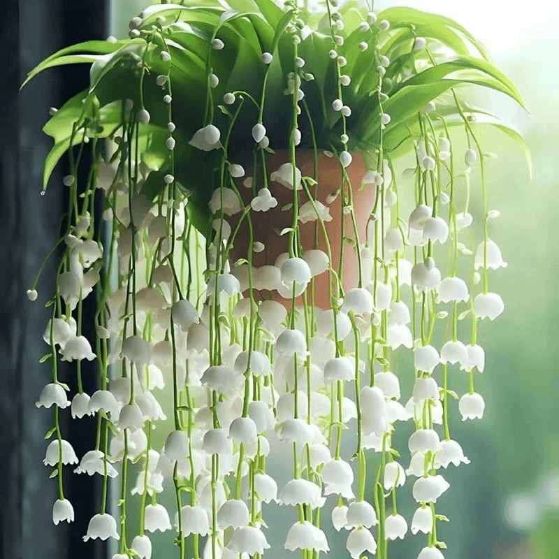 香水铃兰带芽净化空气花苗盆栽浓香阳台花卉庭院室内室外四季开花