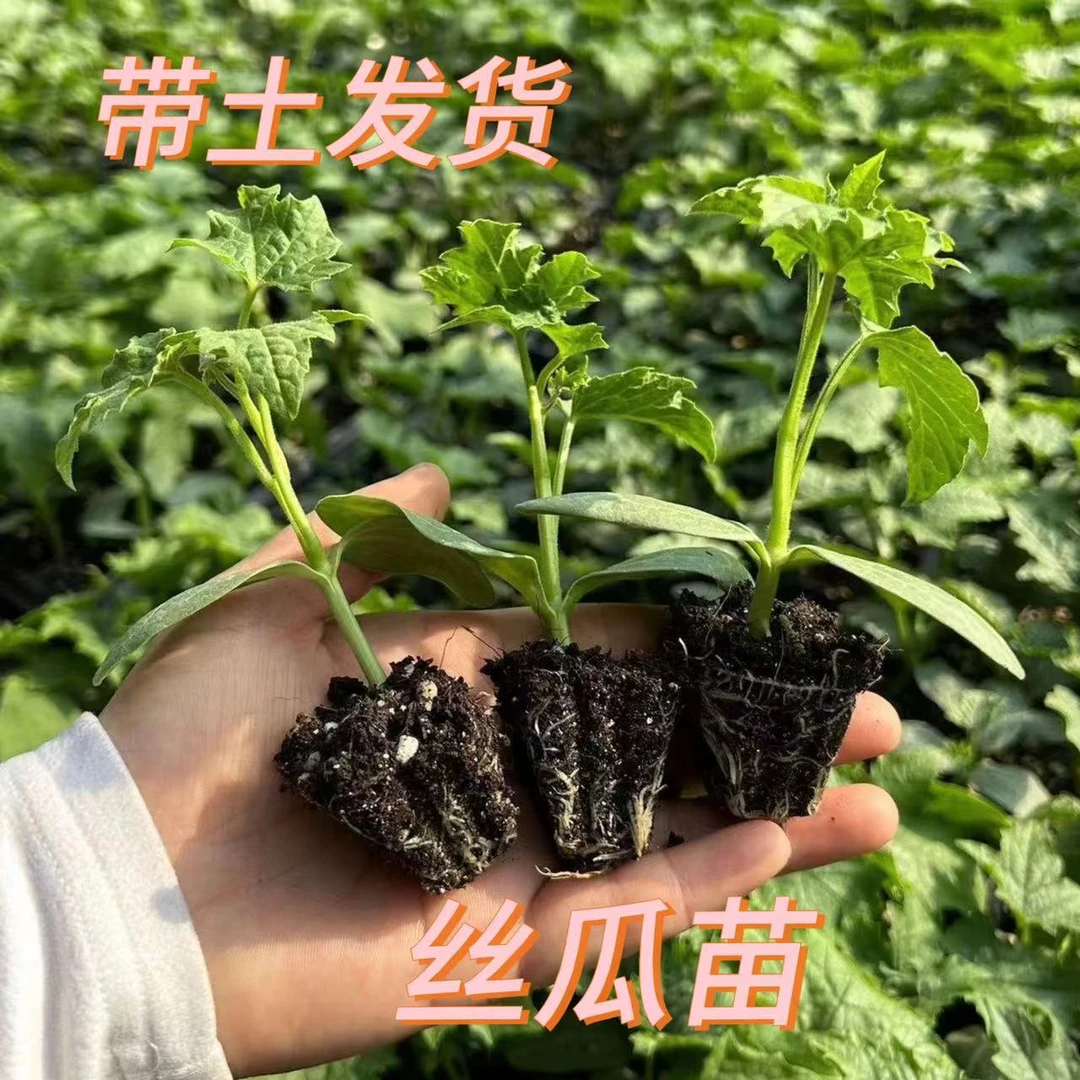 丝瓜苗蔬菜苗高产抗病四季大肉苦瓜苗嫩长丝瓜苗