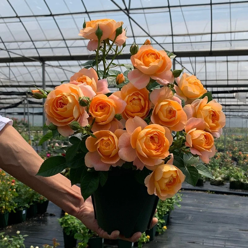 【果汁阳台】月季花苗大花浓香四季开花盆栽玫瑰花卉