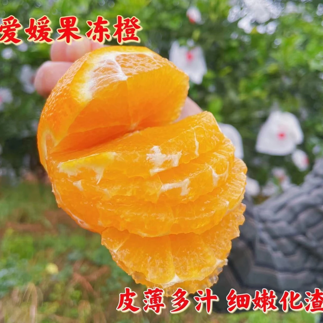 【丁铭洋专属】四川爱媛果冻橙4.5斤新鲜水果皮薄酸甜多汁