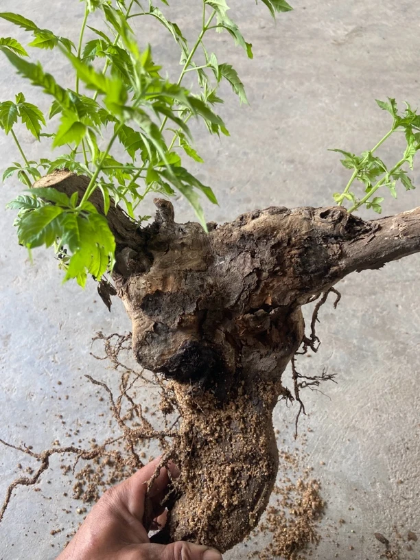 精品黄荆百年老桩（直播时一物一拍）