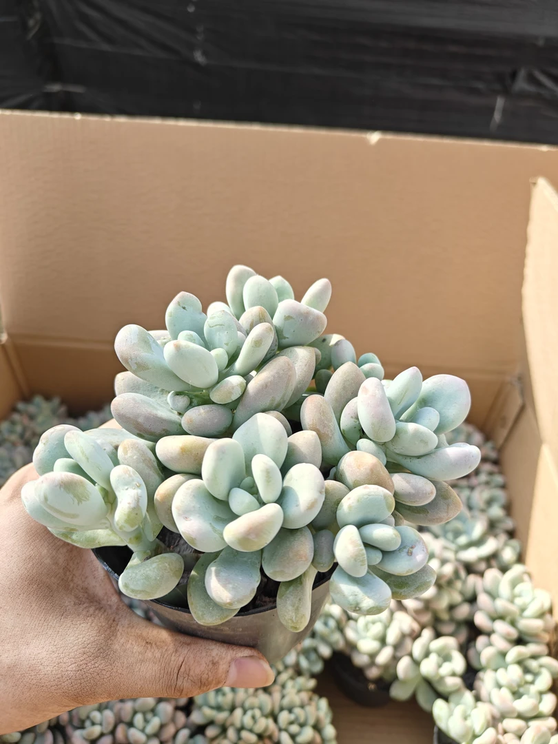 红洛神 多肉植物新手好养活（满9.9包邮）