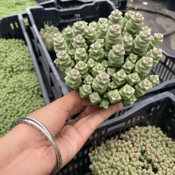 钱串 多肉植物（全店9.9包邮