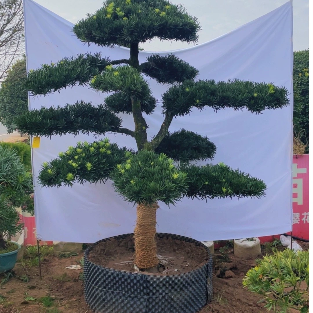 造型罗汉松庭院别墅种植。