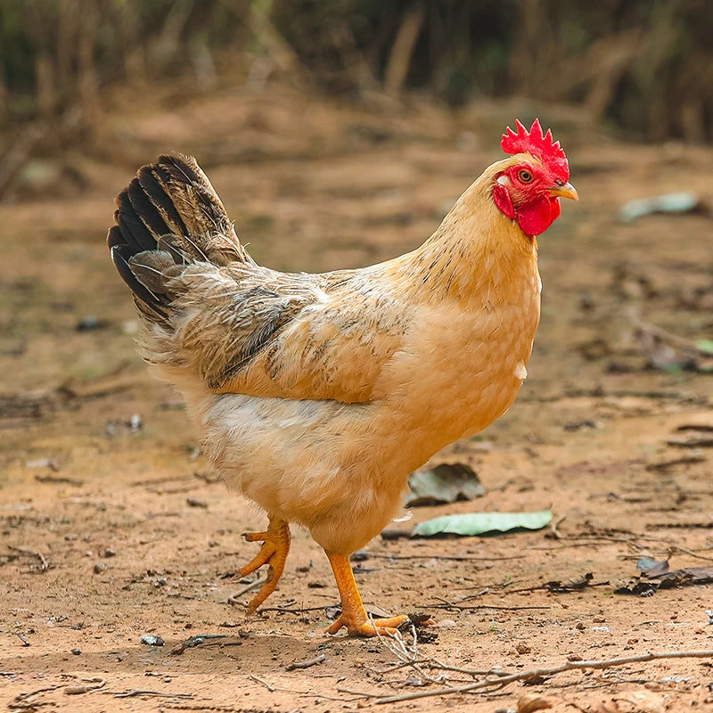 【顺丰冷链】跑山鸡鸡姑凉刚要生蛋的小母鸡滋补佳品