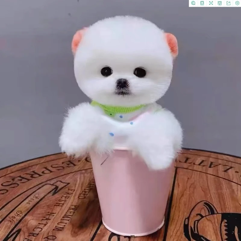 拍狗点主播头像看主页三个作品《猫狗专属链接》卡卡