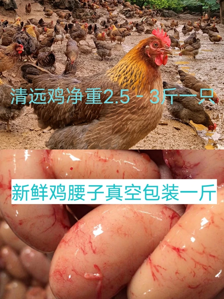 清远鸡一只净重2.5-3斤和一斤鸡腰子顺丰食用产品发货冷冻