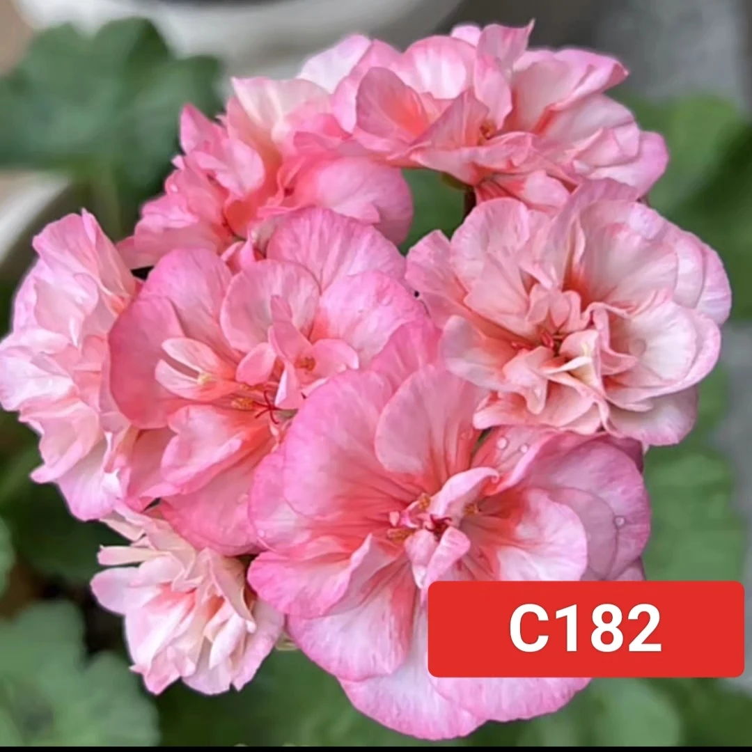 《C182》C182天竺葵勤花品种终身包对版