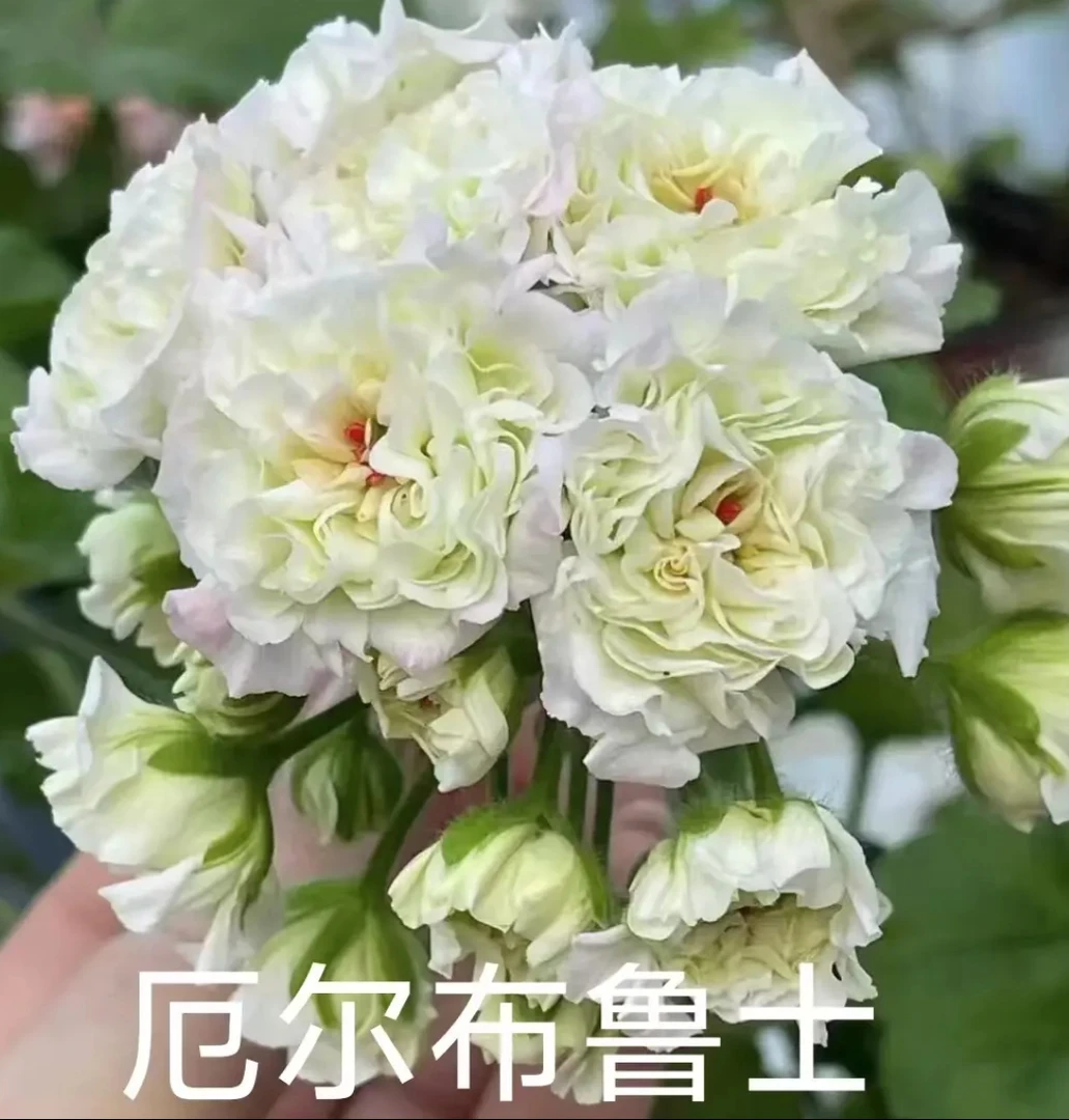 《厄尔布鲁士》俄系半兽重瓣大花球天竺葵终身包对版