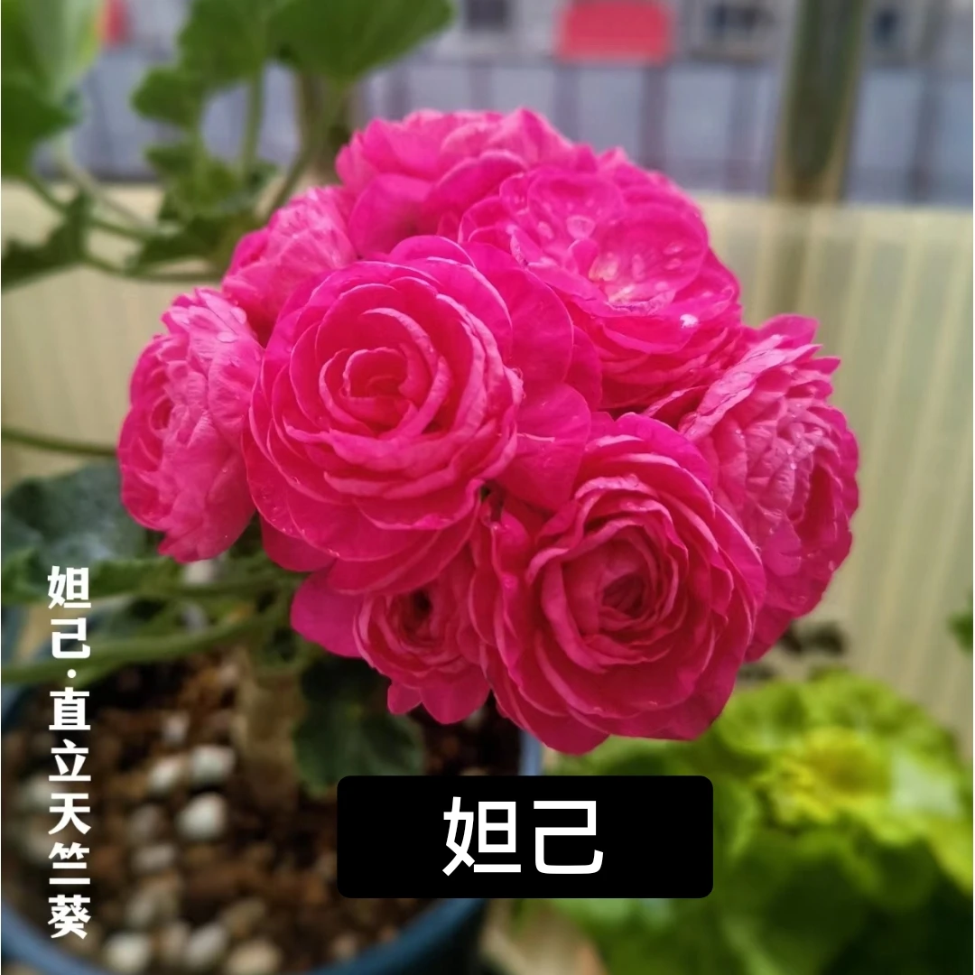 《妲己》重瓣玫瑰花型直立天竺葵不一定带花苞发货终身包对版