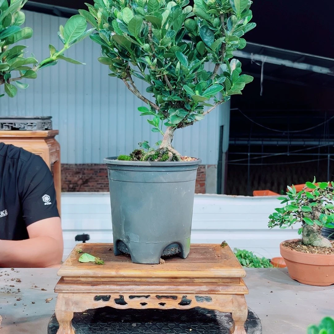 红陶20CM（含）-50CM（不含）扶*