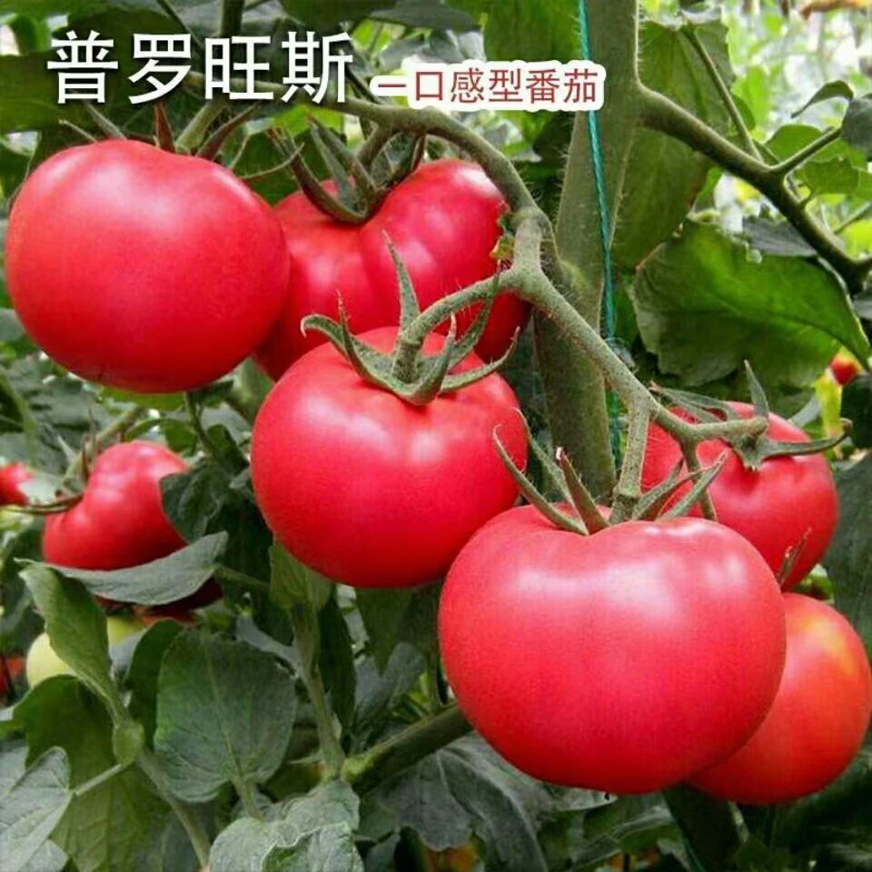 陕西泾阳普罗旺斯新鲜水果西红柿沙瓤软糯多汁