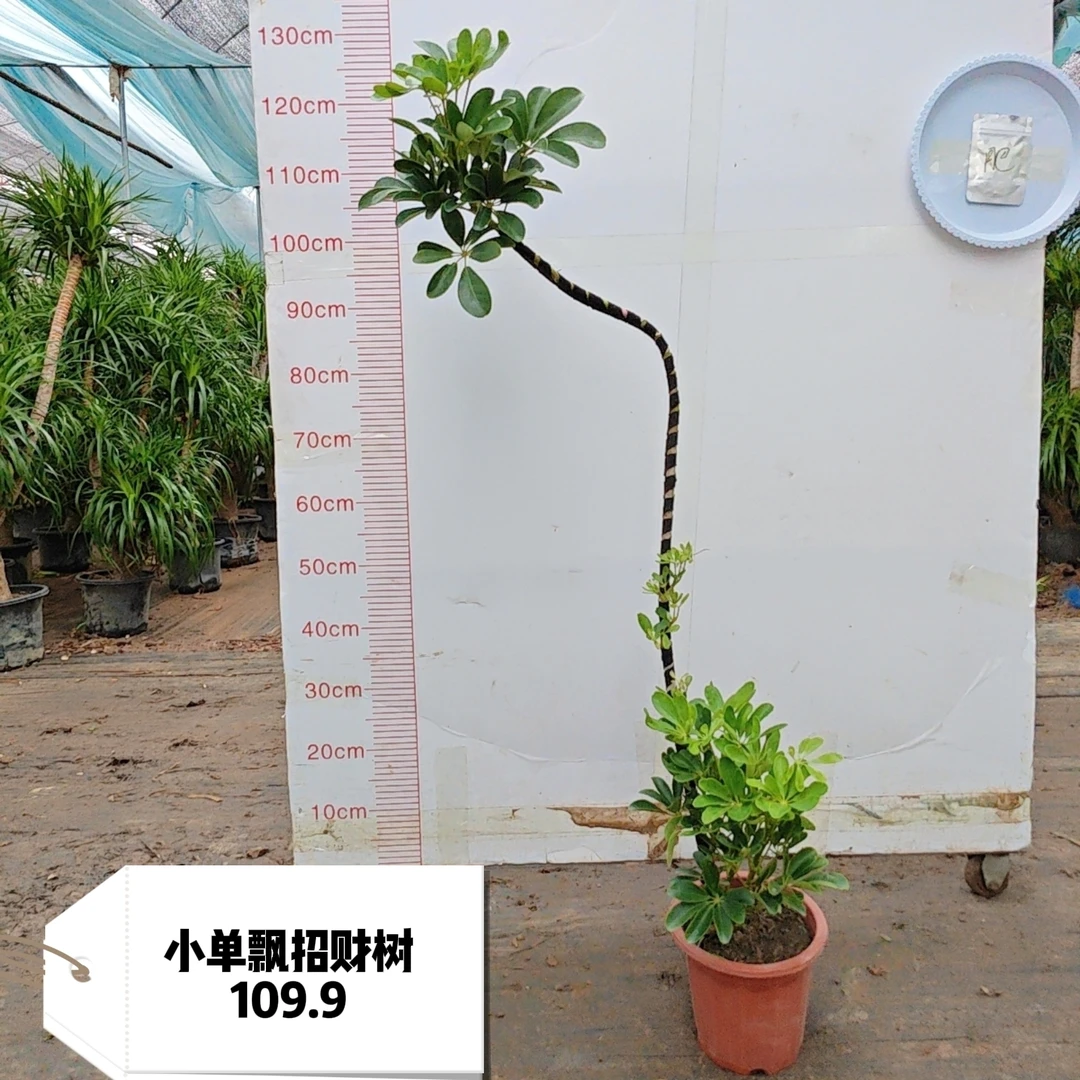 小单飘招财树，原盆原土，绿植基地直发