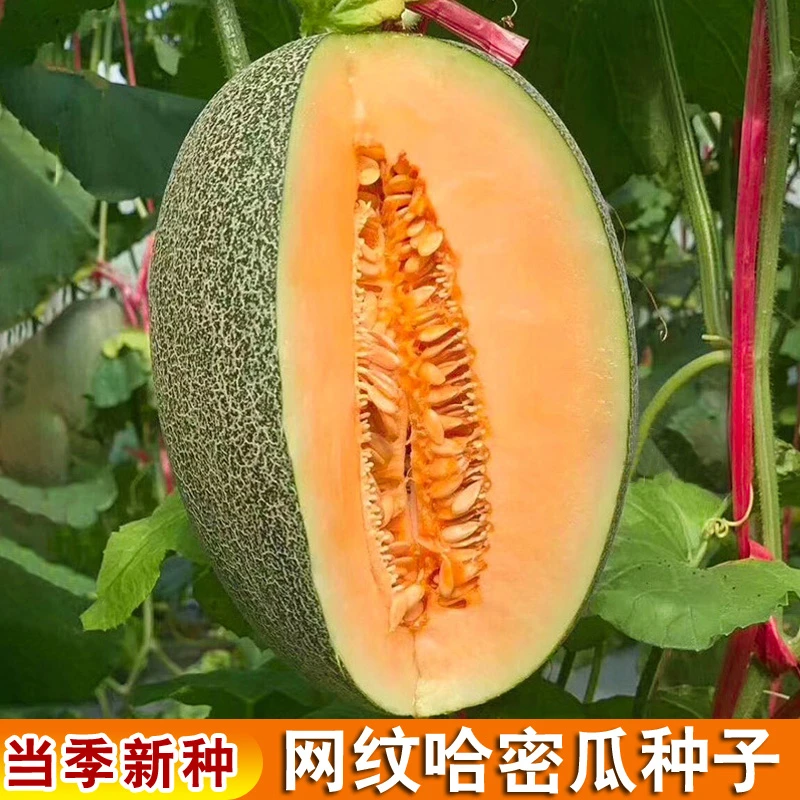 【1个4斤以上】【新疆哈密瓜】火焰山特级老汉瓜西州蜜25号正宗吐鲁番