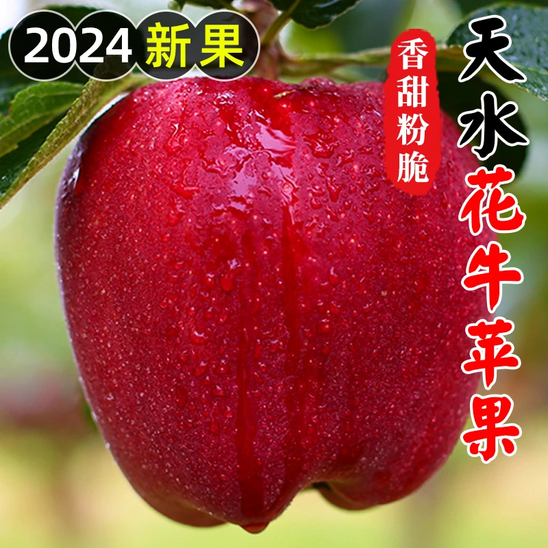 【花牛苹果】【5斤】甘肃天水花牛苹果新鲜水果糖心当季红蛇粉面刮泥