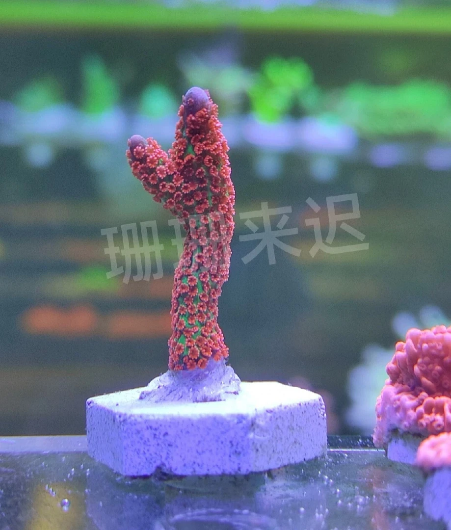 所罗门叠瓦断肢硬骨珊瑚SPS海水