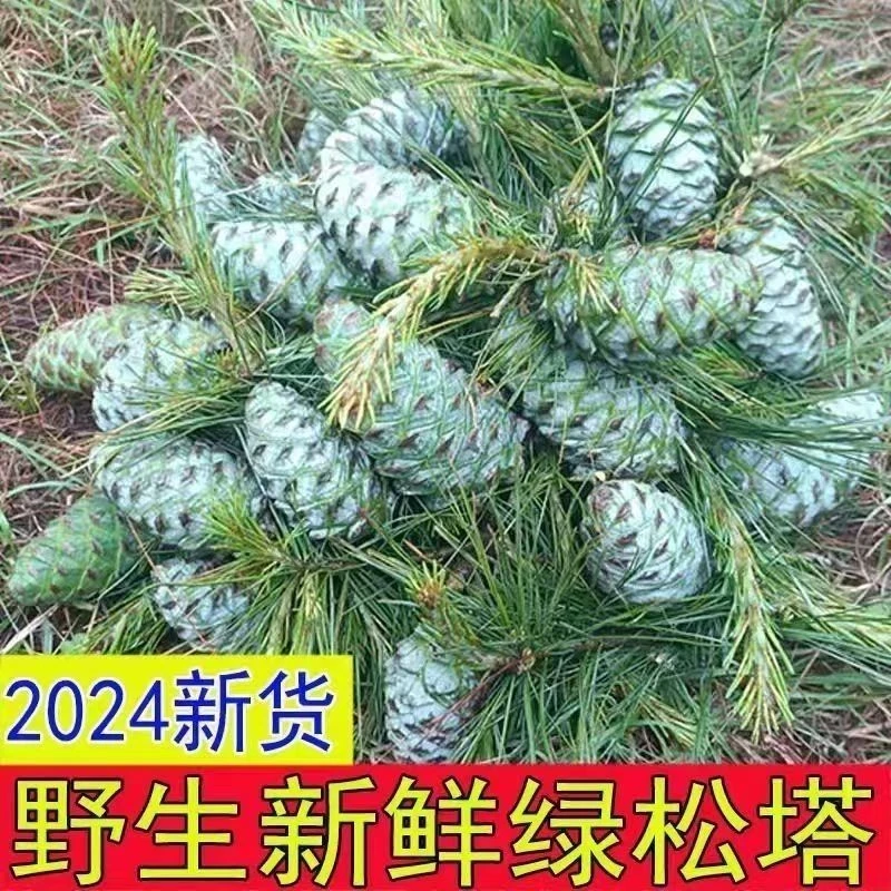 2024云南高原新鲜松塔带松子野生松果坚果新鲜生松子仓鼠粮食