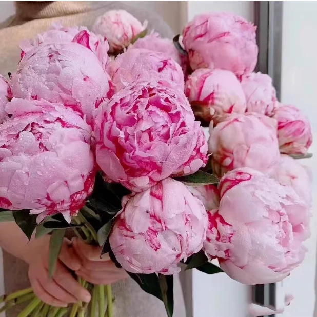 大花芍药根快 芍药苗 四季栽种 四季开花种植栽植