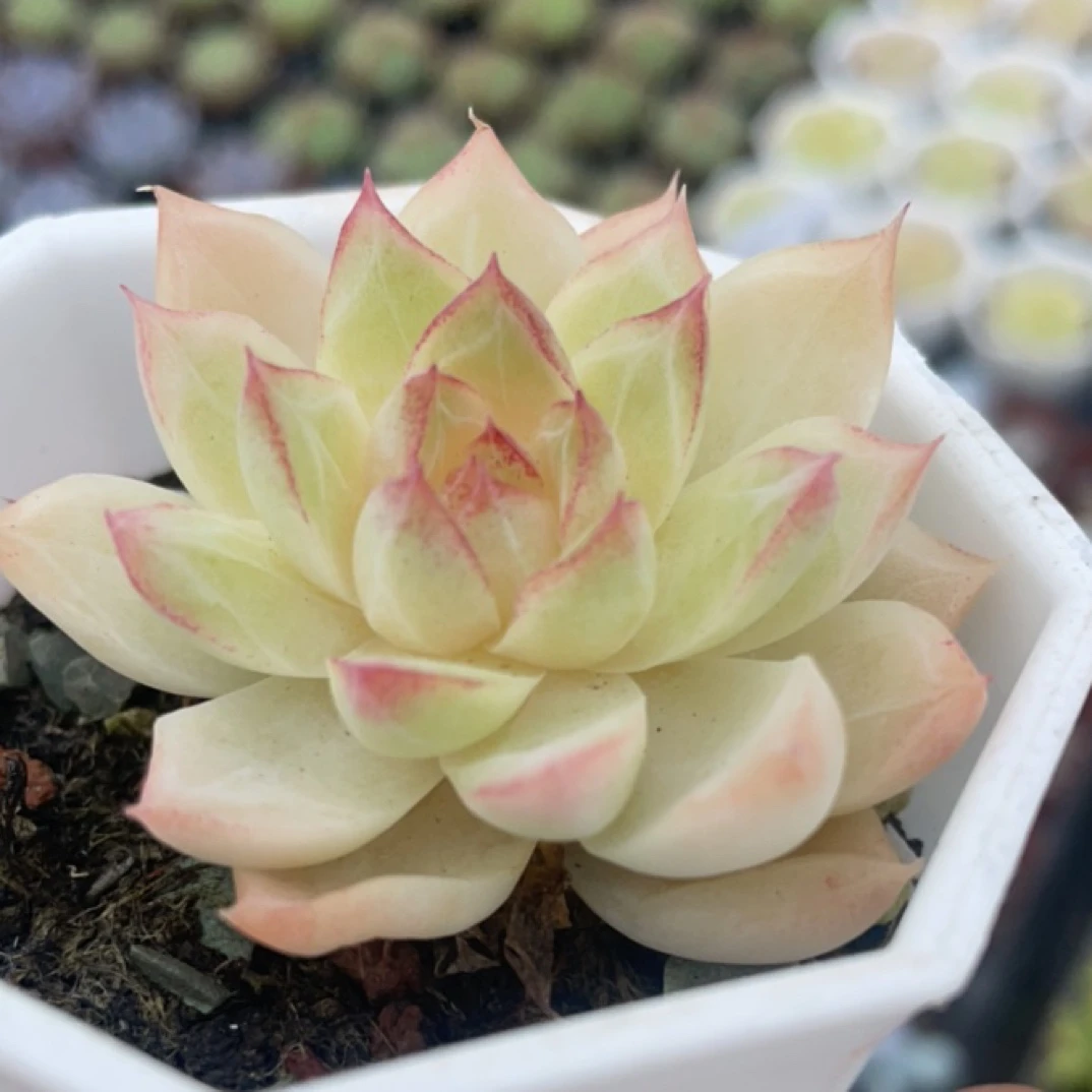 精品多肉链接4号（满18包邮）