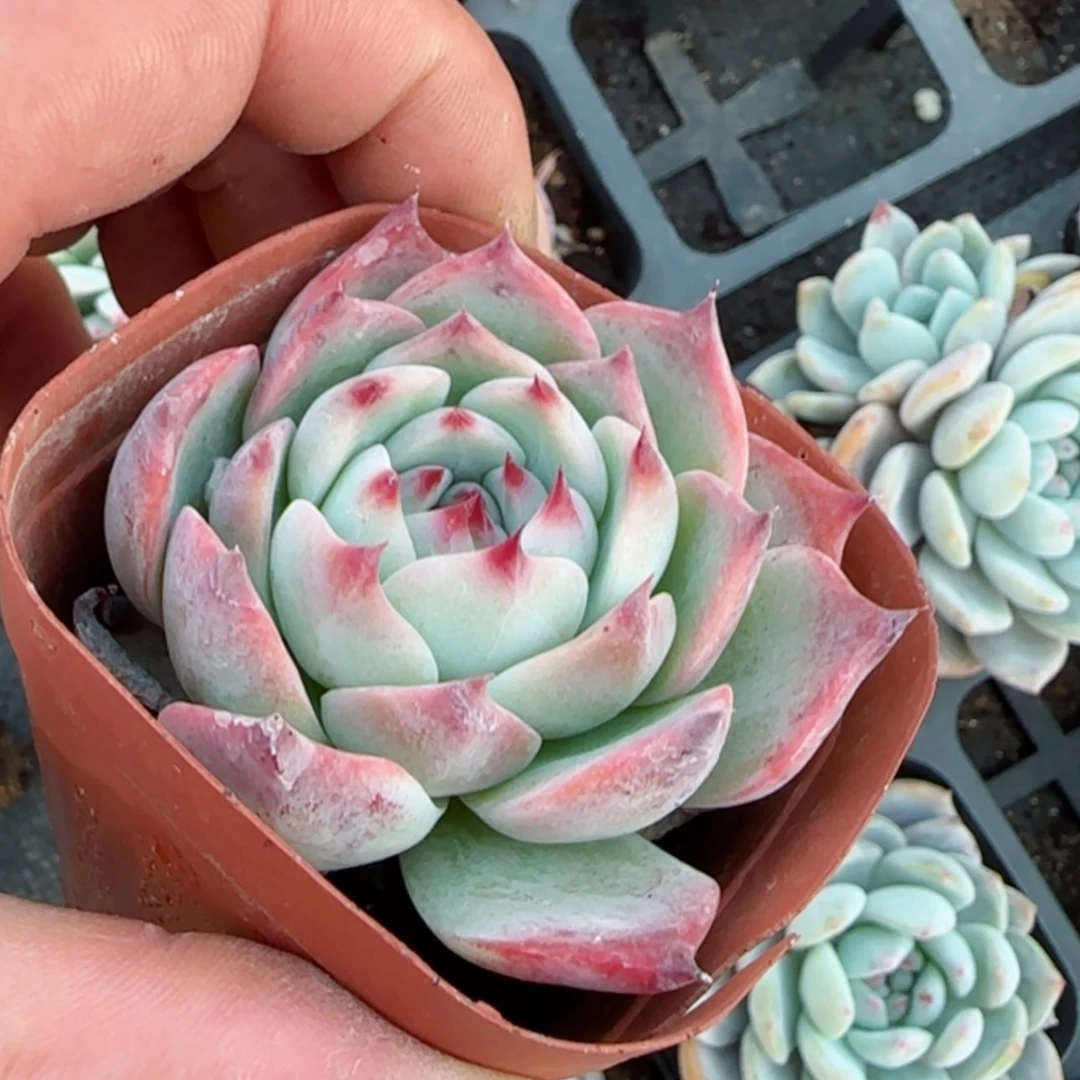 【闪购商品】反祖惊鸿