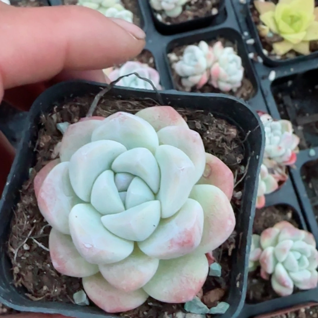 【闪购商品】冰玉单头