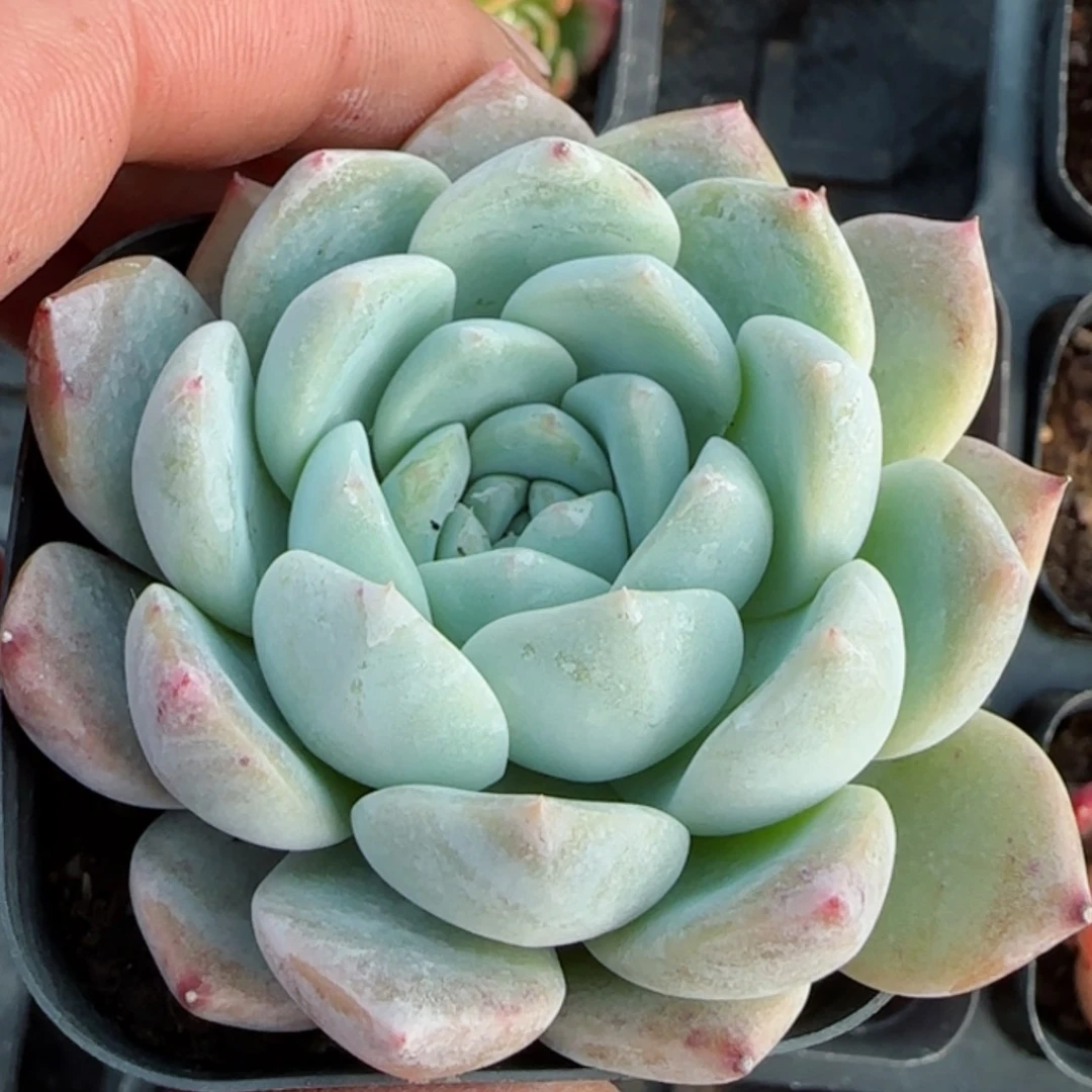【闪购商品】厚梦多肉