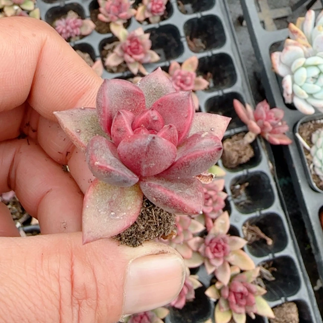 【闪购商品】丰沛玫瑰
