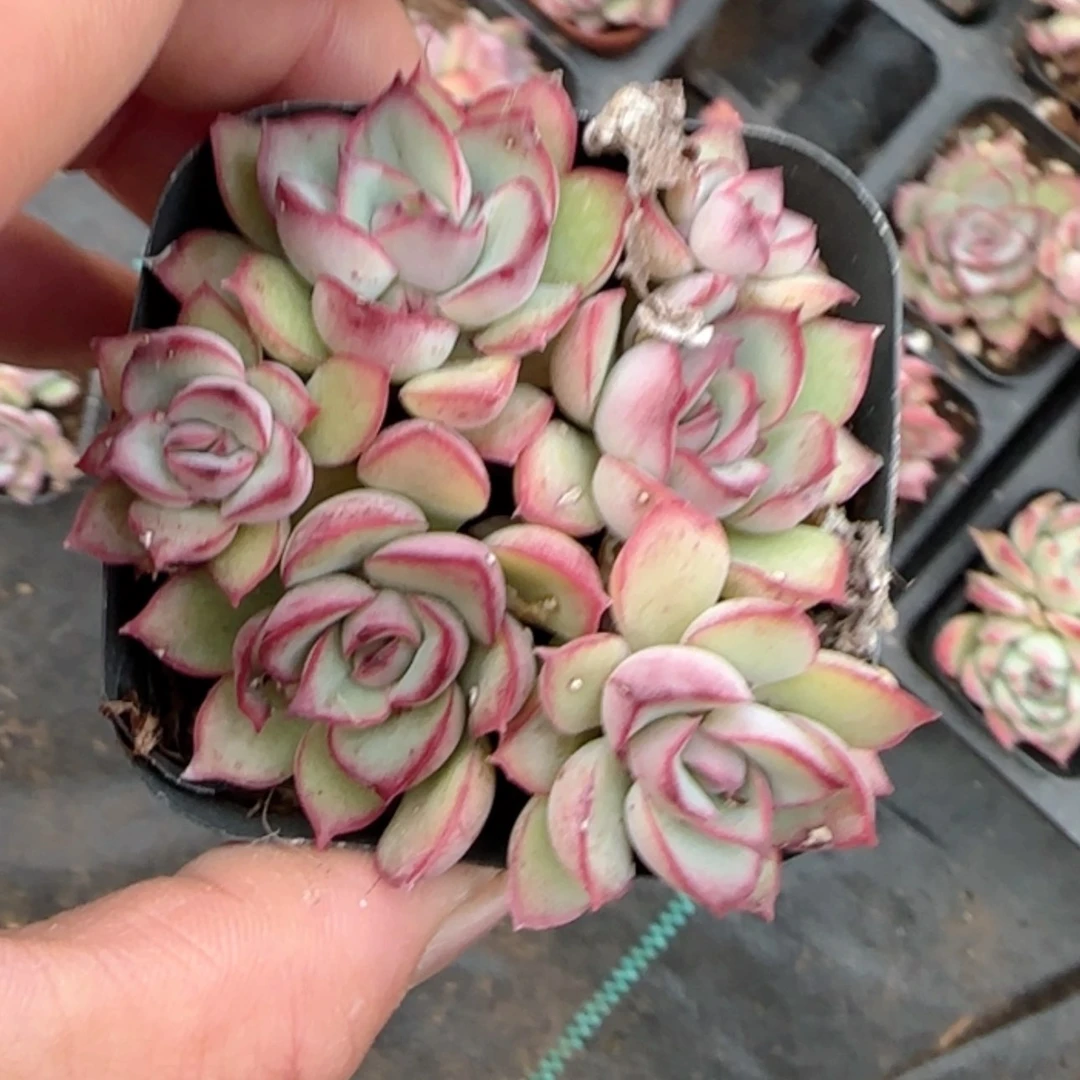 【闪购商品】月光女神五头