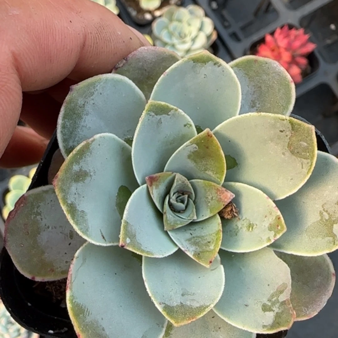 【闪购商品】潘多拉