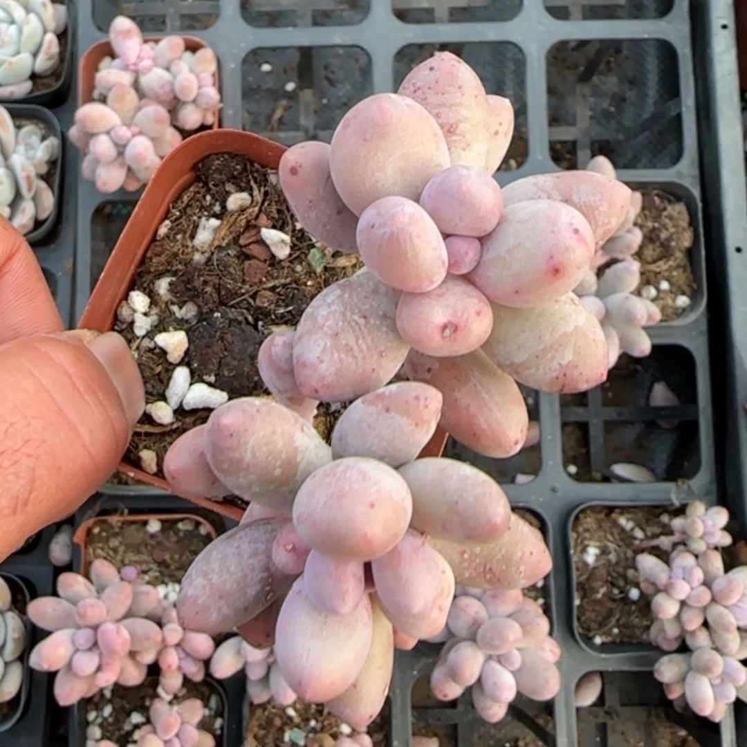 【闪购商品】汤圆双头
