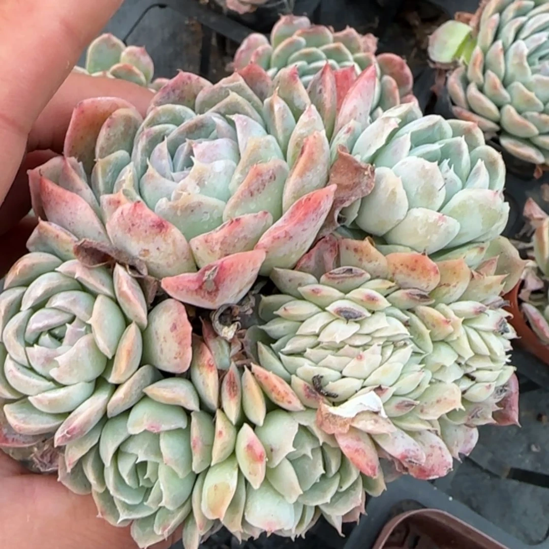 【闪购商品】香妃缀化