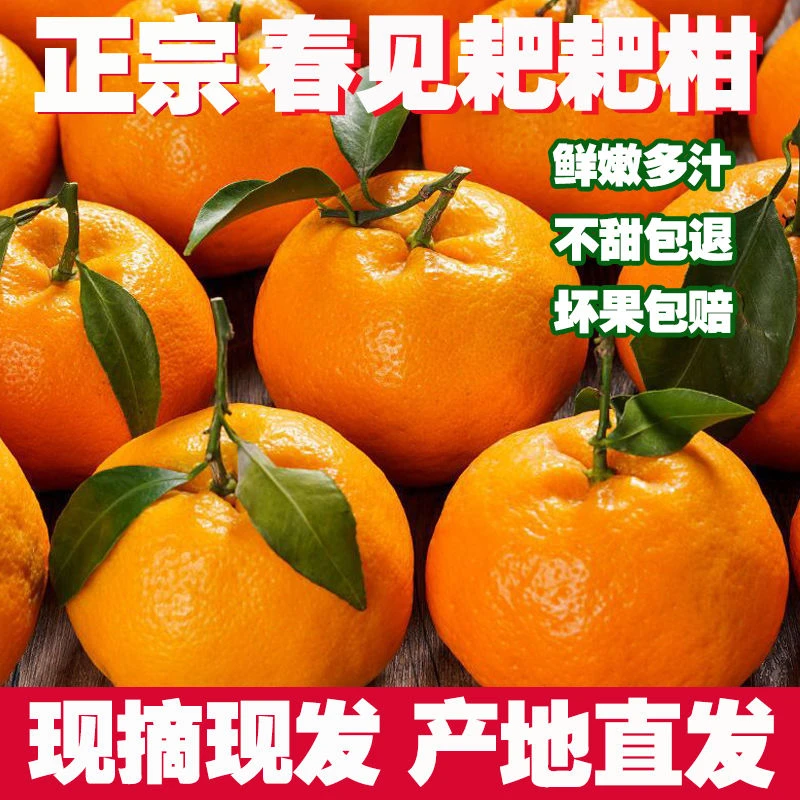现摘现发四川正宗春见耙耙柑新鲜水果橘子柑橘丑橘桔子丑桔丑八怪