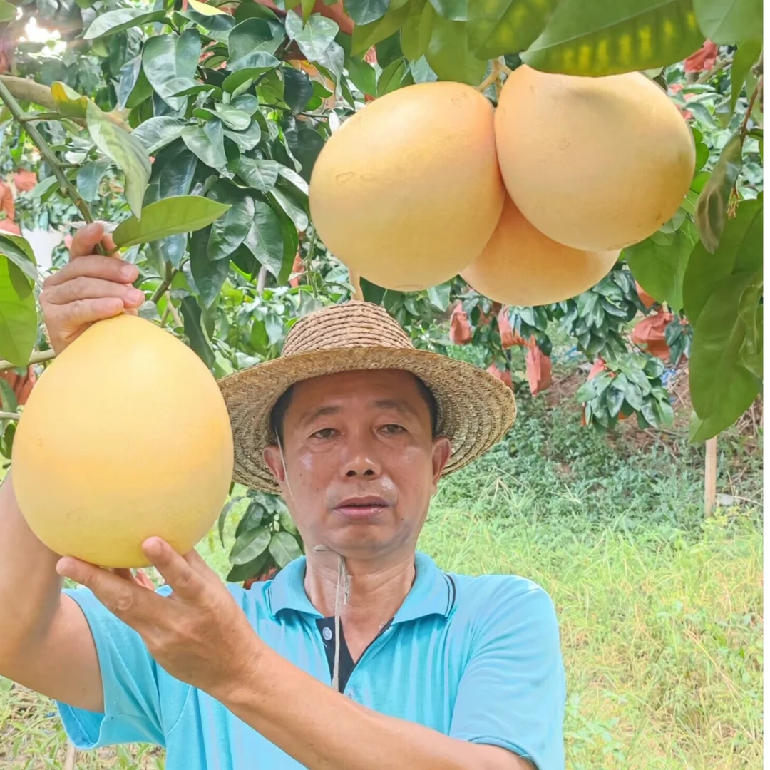 梅州梅县三红蜜柚红心孕妇水果自家果园直发甜蜜多汁30斤
