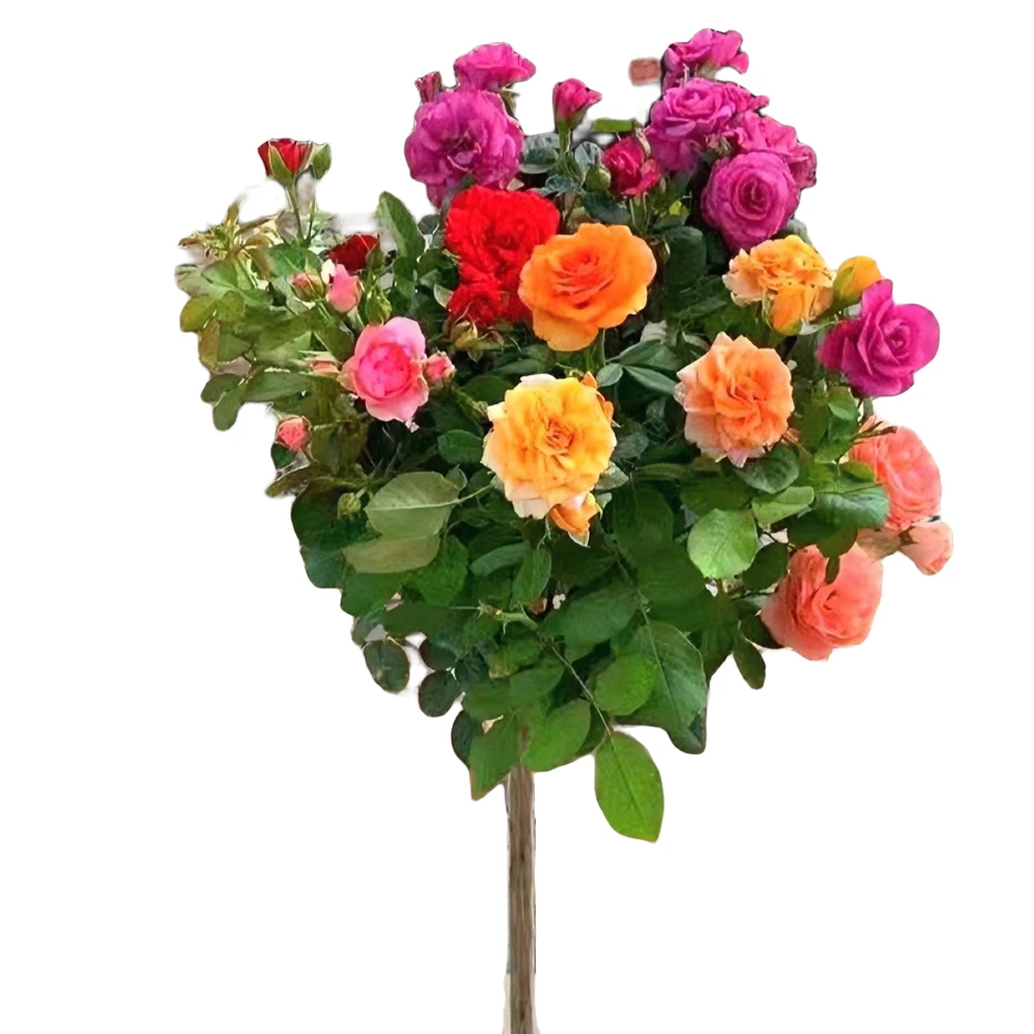 一树多色棒棒糖树桩月季花庭院阳台地盆栽地四季开花红黄粉多色紫