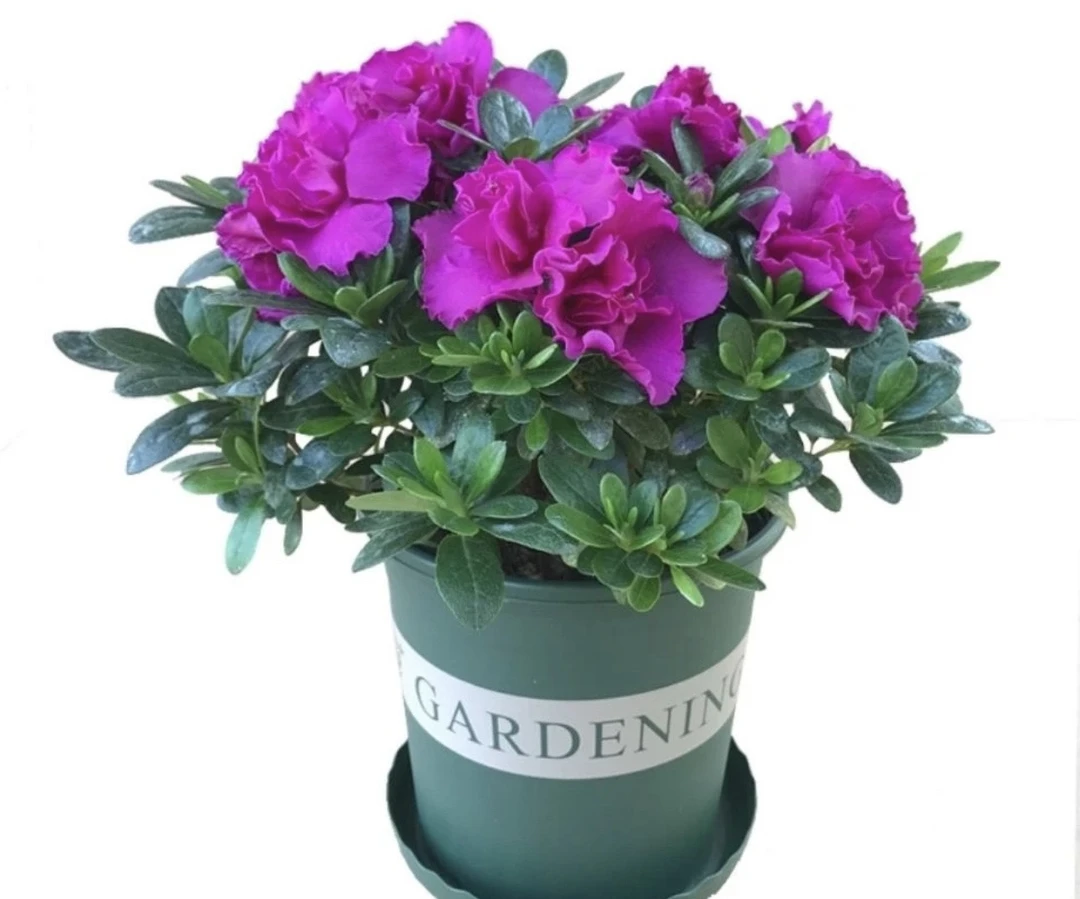 西德一号杜鹃花盆栽苗室内外四季长青植物办公室客厅绿植阳台花卉