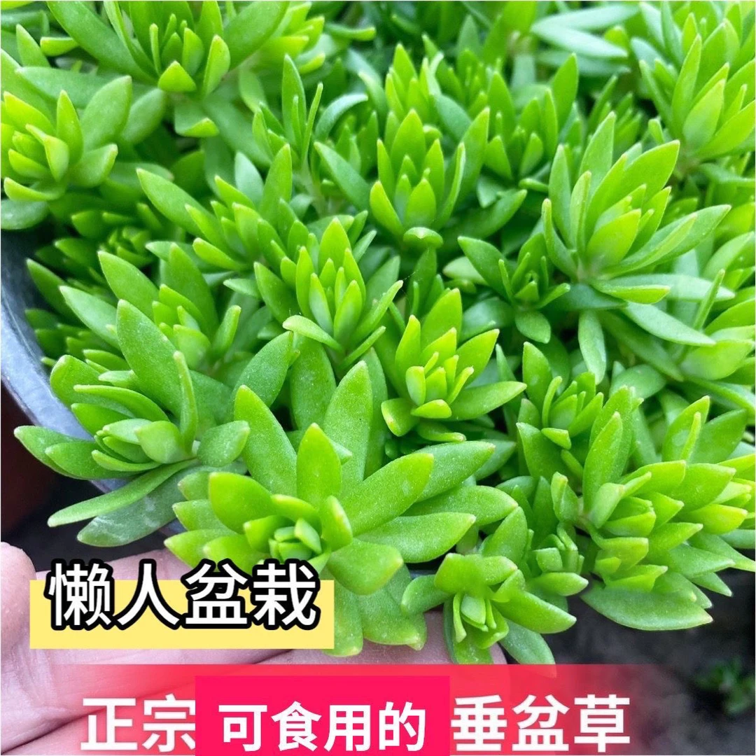 垂盆草新鲜食用耐寒盆栽嫩头新鲜可耐寒盆栽夏季正宗春季植物