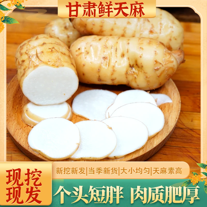 甘肃新鲜天麻产地现挖现发产地直发250g包邮