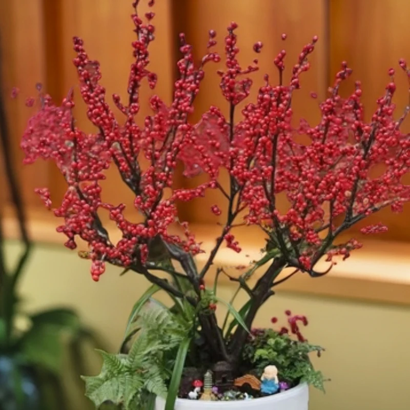 北美冬青盆栽植物耐寒赏果地栽盆栽南北方可种植冬季花卉