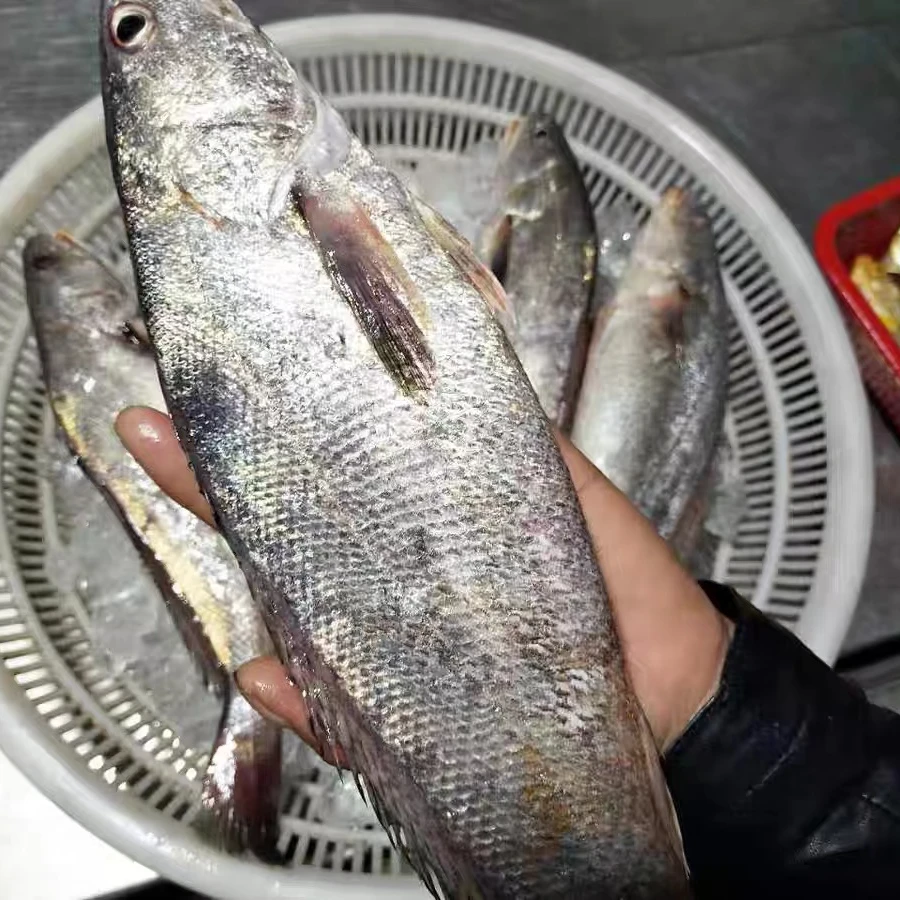 【东海野生米鱼4斤】深海海捕顺丰冷链锁鲜发货