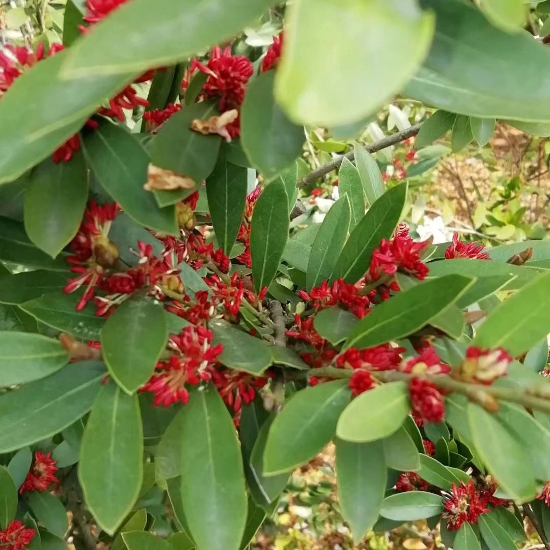 直播拍原生中华蚊母基地培育老桩三峡蚊母种植基地直发