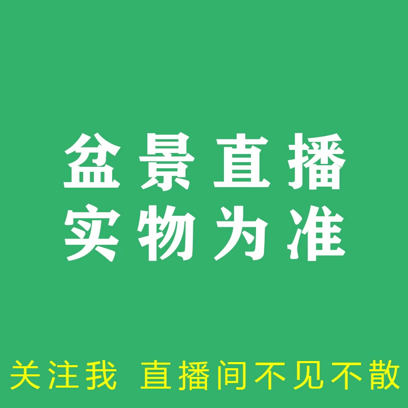 JS-2原生赤楠老桩盆景直播拍基地直发