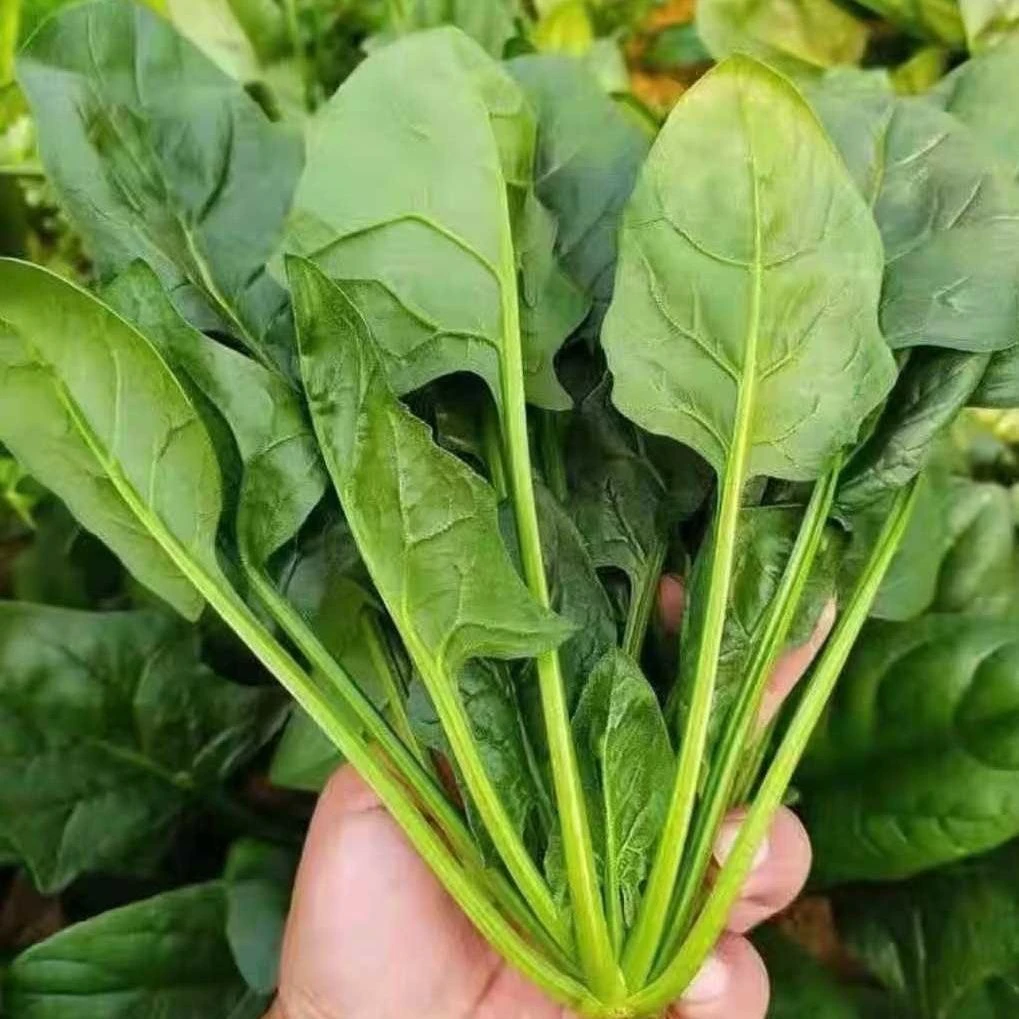 霜打红跟小菠菜嫩菠菜先挖现发（火锅必备）