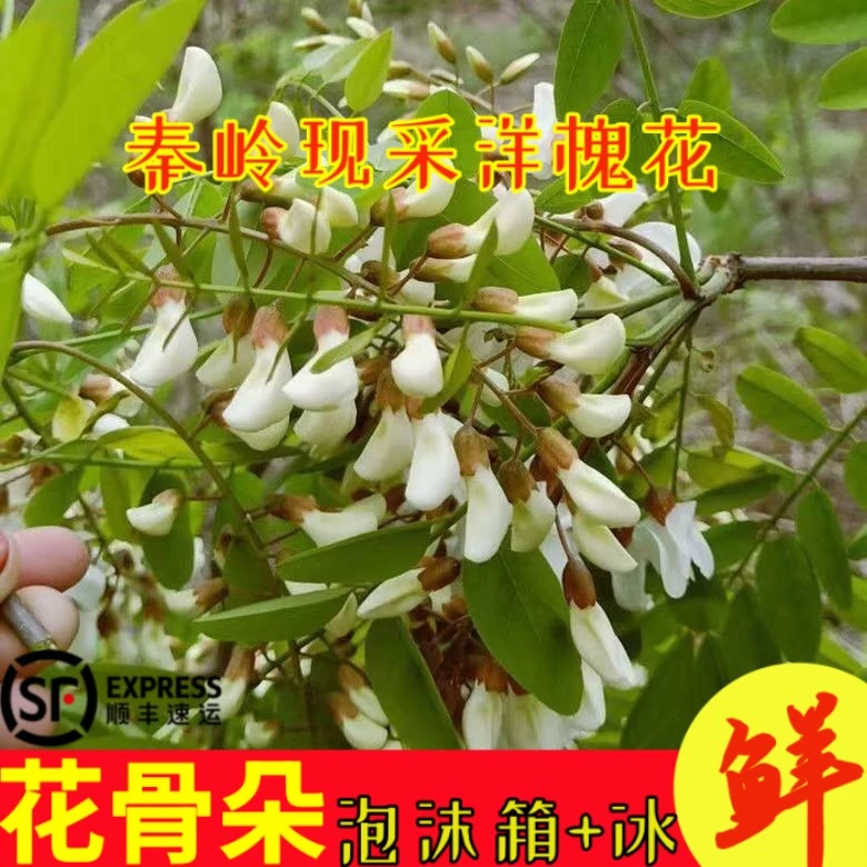 【顺丰包邮】新鲜洋槐花蔬菜花骨朵蒸菜现摘秦岭山里1斤香甜美味