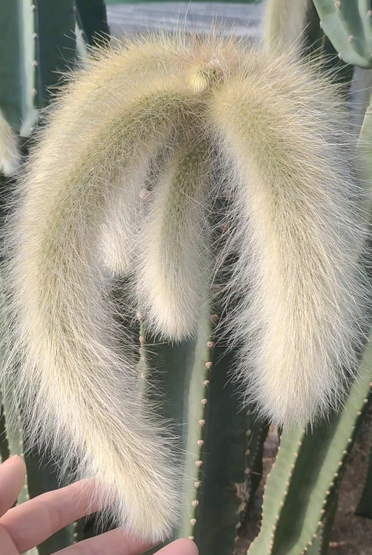 长毛九尾狐猴尾金妞鱼骨鼠尾令箭垂吊型仙人球多肉植物盆栽