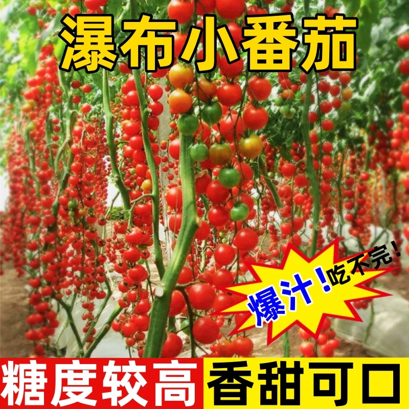 瀑布小番茄种子香甜圣女果樱桃西红柿种籽四季盆栽水果种孑番茄籽