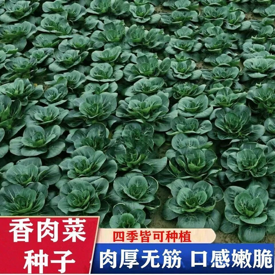 【香肉菜种子】耐寒耐热春秋四季播种青菜蔬菜种子全国