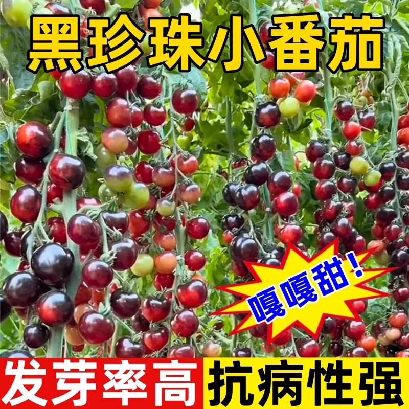 黑珍珠樱桃黑番茄种子四季小黑西红柿种籽西黑柿四季蔬菜种子全国