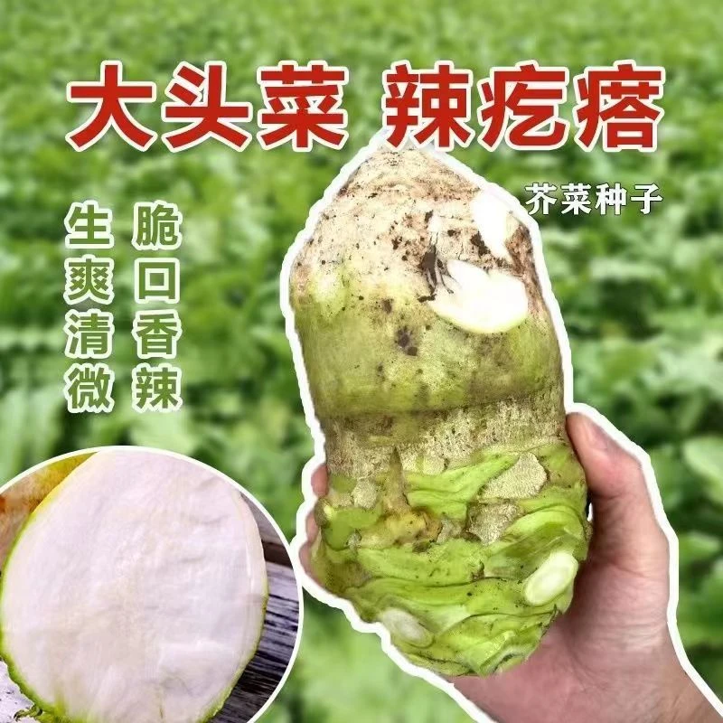 【大头芥菜种子】四川芥菜籽泡菜榨菜芥菜疙瘩根秋季蔬菜籽大头