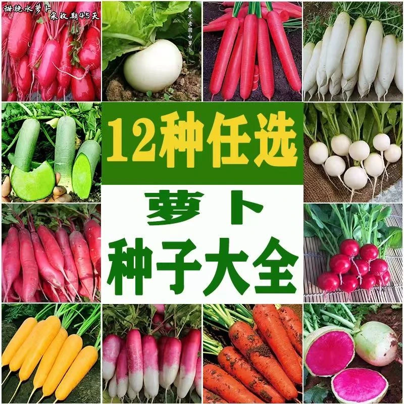 【萝卜种子大全】冰糖水果萝卜红心萝卜青萝卜白萝卜樱桃萝卜蔬菜